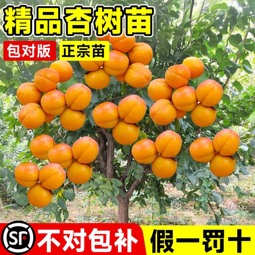 杏树苗特大早熟金太阳甜杏苗种植