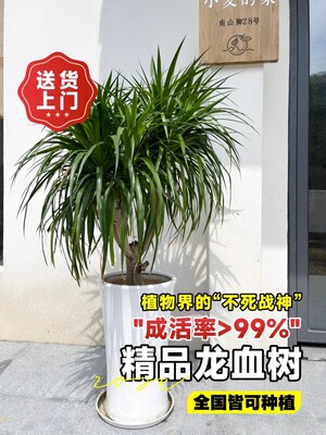 龙须树盆栽大型客厅多头绿植室内外精品多叉造型小苗带土老桩盆景