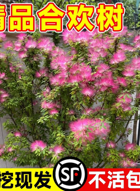合欢花树苗绒花树行道风景大树南北方种植庭院耐寒旱工程绿化乔木