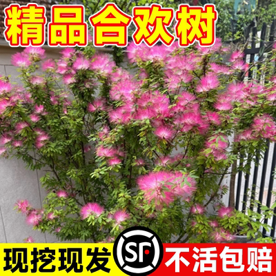 合欢花树苗绒花树行道风景大树木