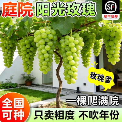 阳光玫瑰特大葡萄树果苗庭院种植