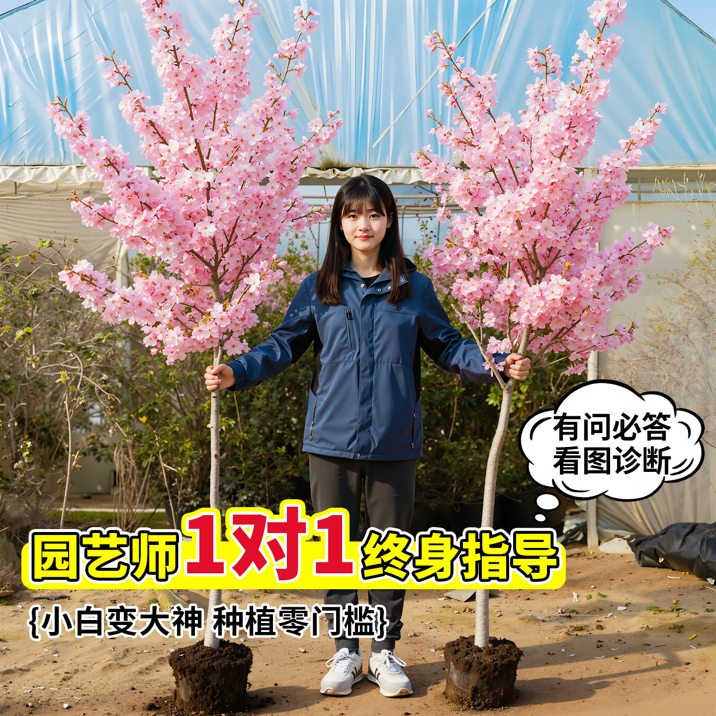 晚樱花树苗庭院大树日本南北方图片