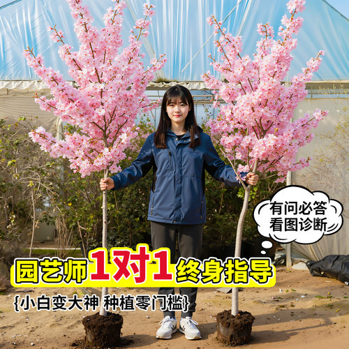 晚樱花树苗庭院大树日本南北方