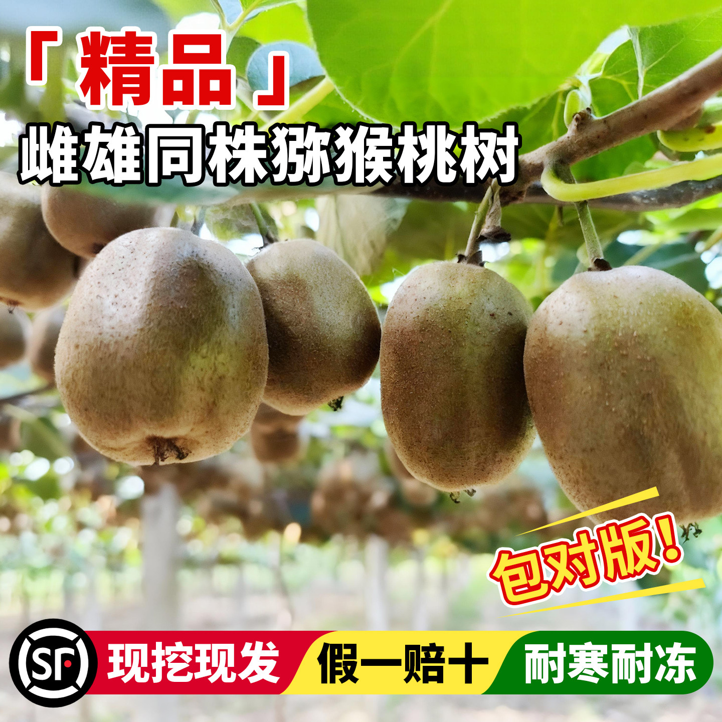 猕猴桃树果苗南北方种植当年结果图片