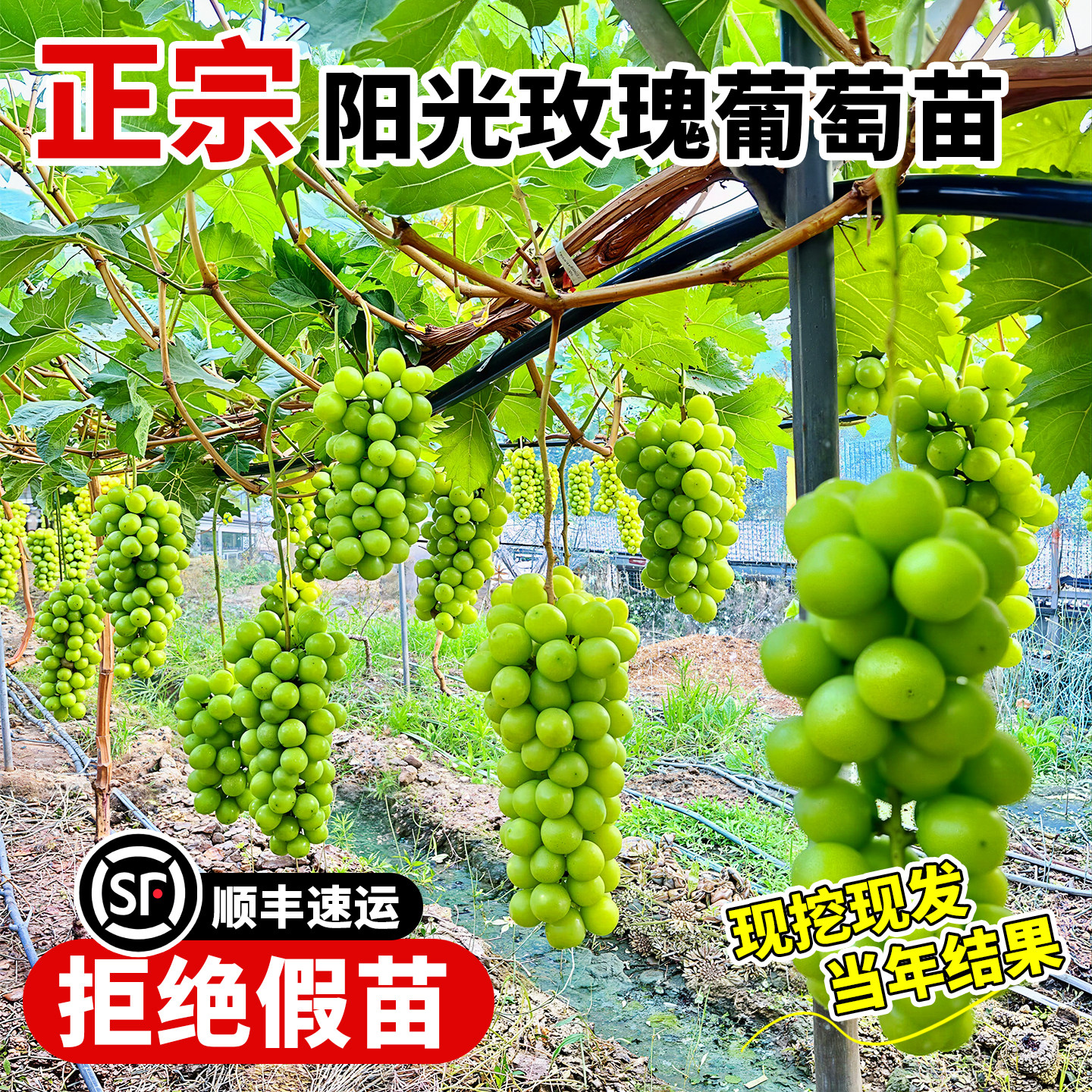 阳光玫瑰葡萄树苗巨峰果树苗正宗无籽四季种植南北方庭院爬藤盆栽,鲜花速递/花卉仿真/绿植园艺,果树,淘宝优惠券,粉丝福利购,淘宝优惠卷