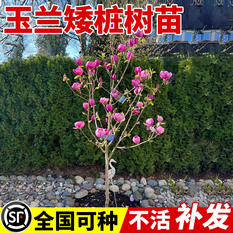 矮化玉兰花树苗带花苞盆栽南方北方种植庭院地栽四季花卉耐寒植物,鲜花速递/花卉仿真/绿植园艺,时令草本花卉,淘宝优惠券,粉丝福利购,淘宝优惠卷