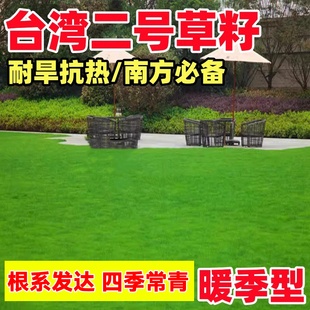 台湾2号草籽青草籽草坪种子结缕草矮生四季青种子台湾草耐寒草种