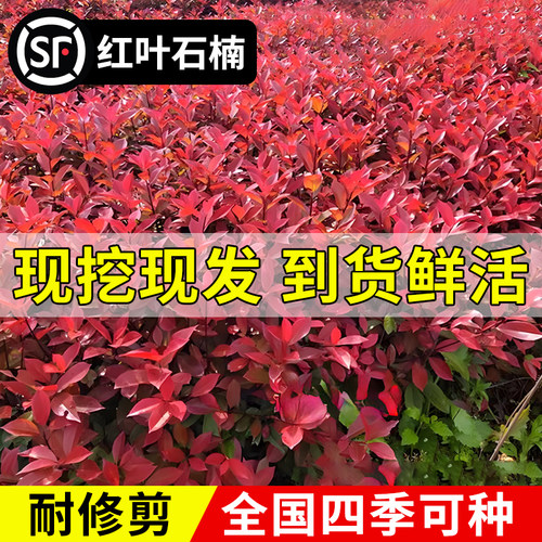 红叶石楠树苗带土篱笆苗绿化植物