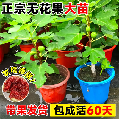 无花果树苗带盆栽波姬红特