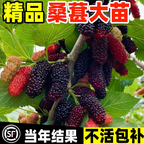 桑葚树苗南北方四季种植当年结果