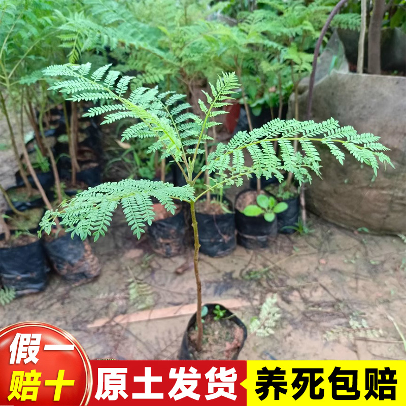 正宗蓝花楹树苗名贵植物