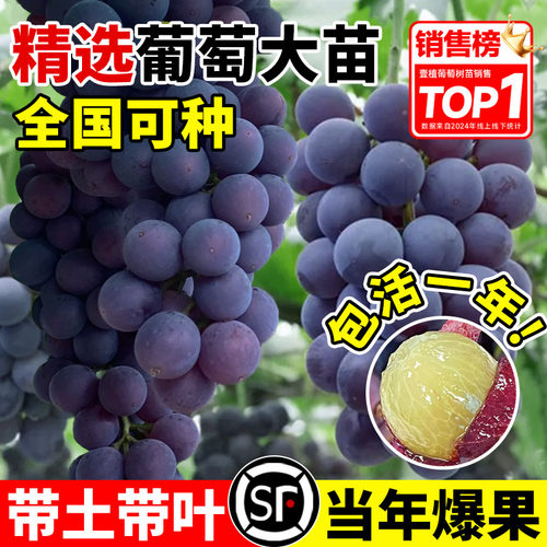 巨峰葡萄树苗室内外庭院盆栽爬藤