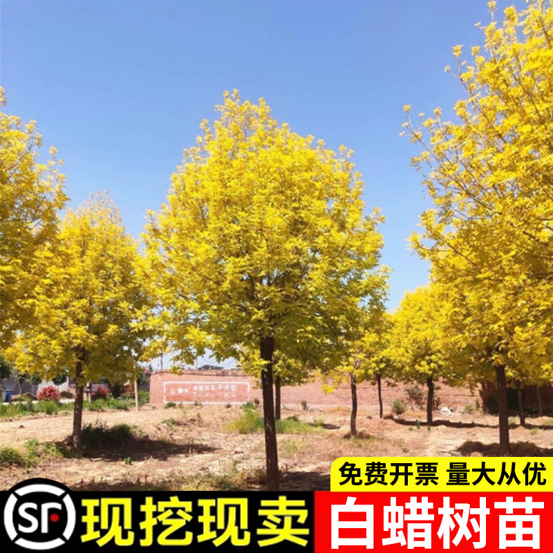 丛生对节白蜡树苗金叶青叶室外庭院耐寒风景大树对接白蜡绿化苗木,鲜花速递/花卉仿真/绿植园艺,行道树/乔木,淘宝优惠券,粉丝福利购,淘宝优惠卷