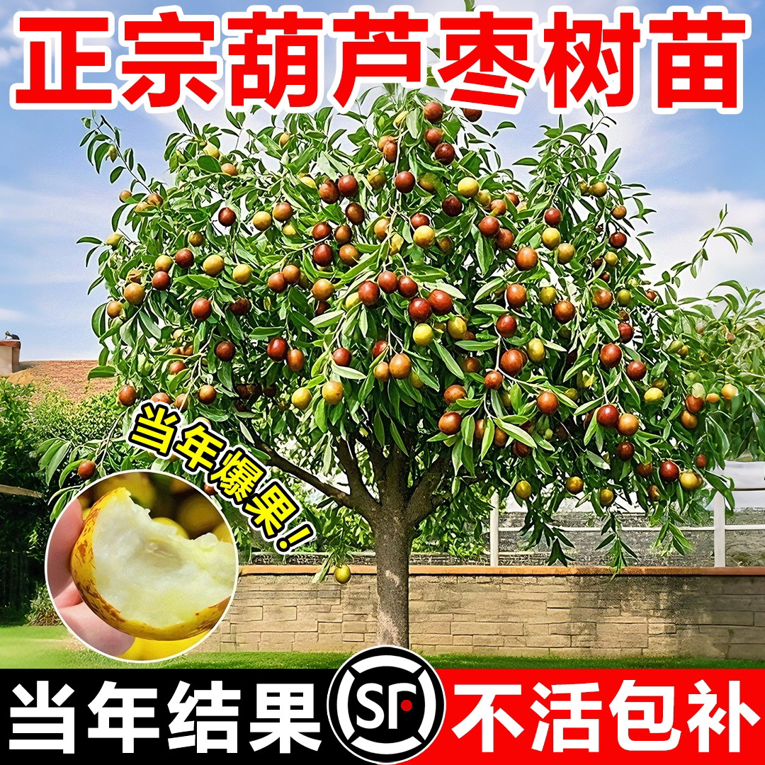 正宗葫芦枣树苗特大带土当年结果图片