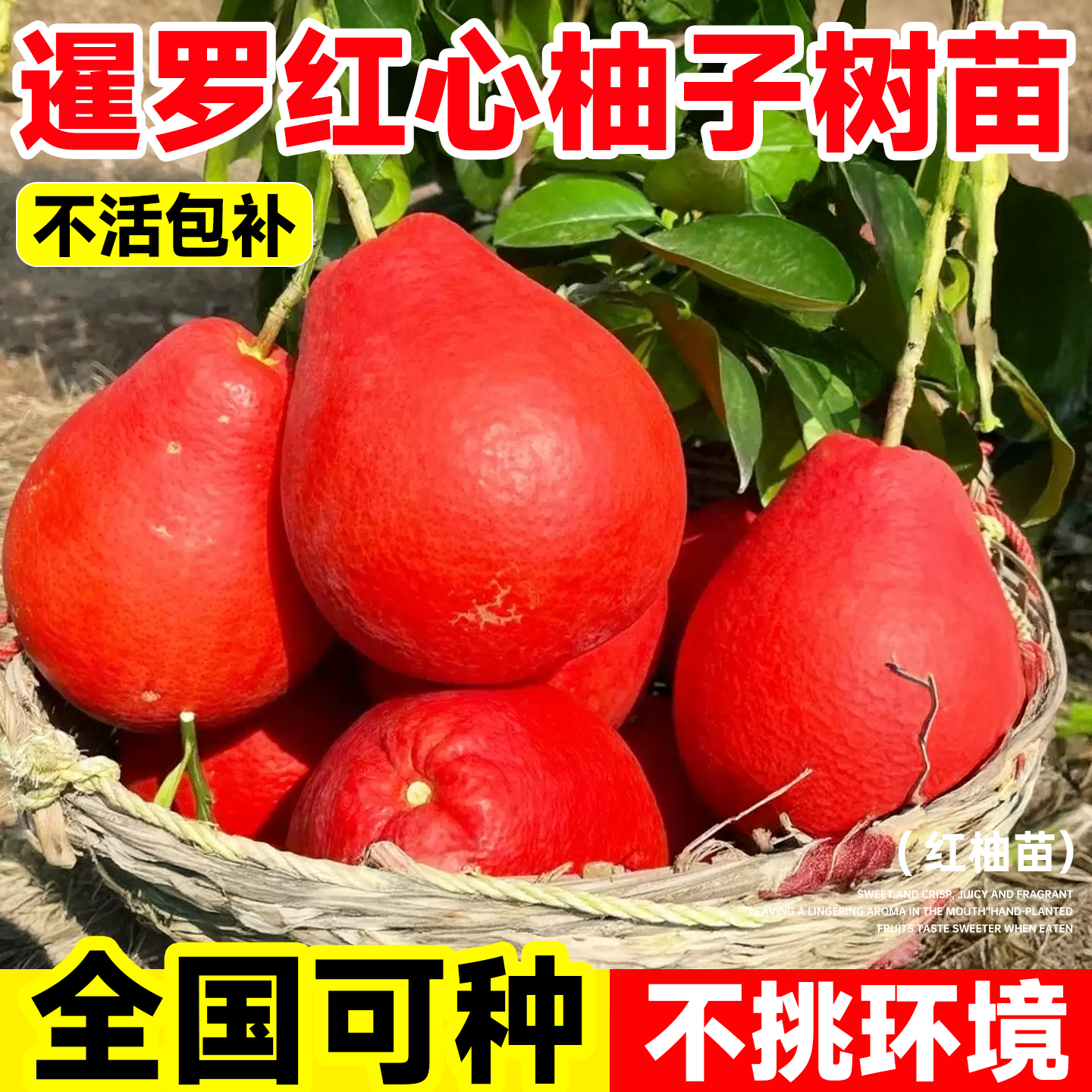 嫁接新品泰国暹罗柚子树果苗南北方四季种植红心蜜柚特大果树果苗,鲜花速递/花卉仿真/绿植园艺,果树,淘宝优惠券,粉丝福利购,淘宝优惠卷