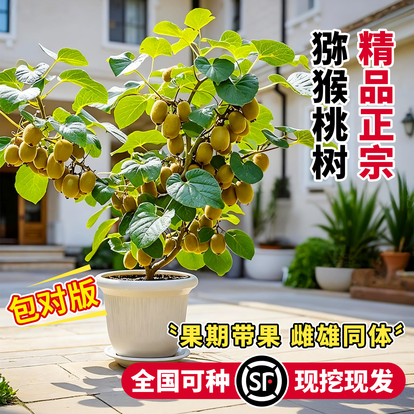 猕猴桃树果苗南北方种植当年结果图片
