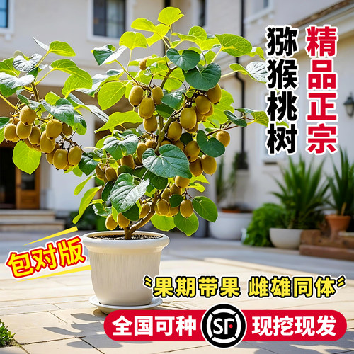 猕猴桃树果苗南北方种植当年结果