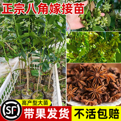 八角树树苗广西正宗罗马八角嫁接大料秧苗南方种植耐寒耐旱带果发