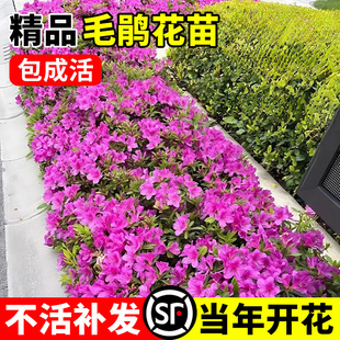 毛鹃树苗毛娟苗紫娟花苗毛杜鹃花卉春夏娟小苗映山红庭院四季植物