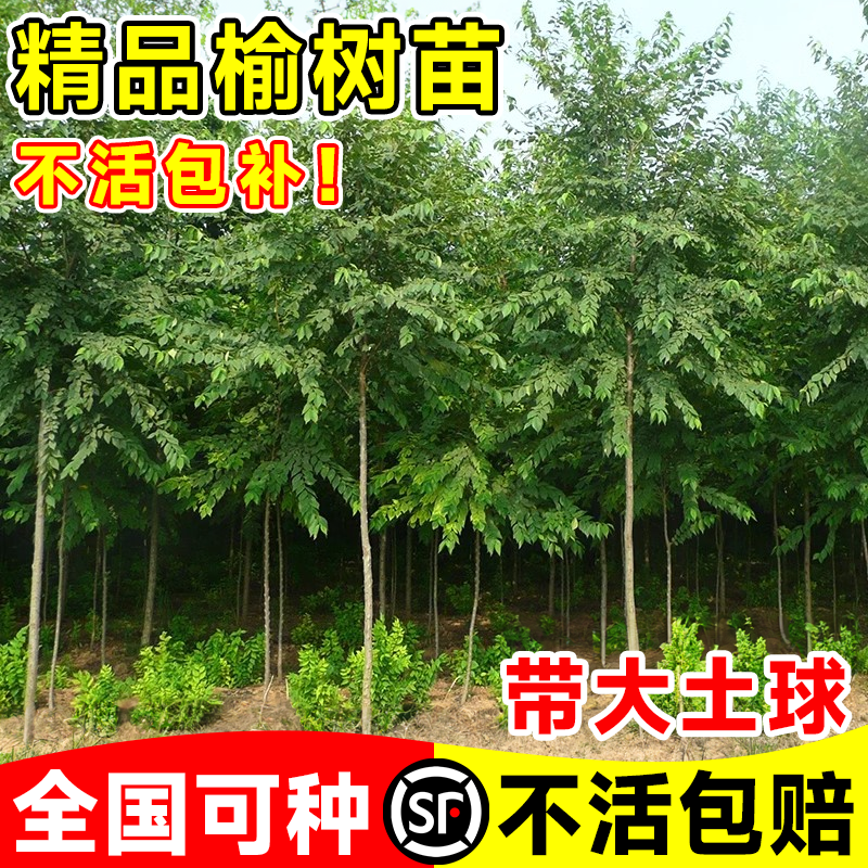 榆钱树苗榆树南北方耐寒四季好养庭院风景树绿化植物老桩地栽大树