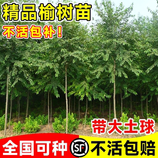 榆钱树苗榆树南北方耐寒四季好养庭院风景树绿化植物老桩地栽大树