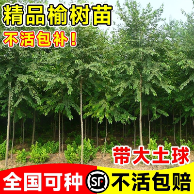 榆钱树苗榆树南北方耐寒四季好养