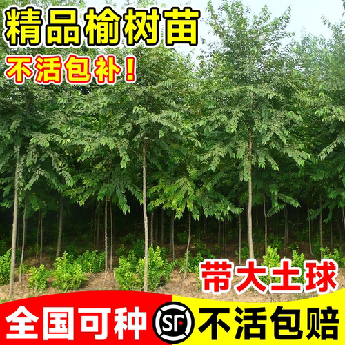 榆钱树苗榆树南北方耐寒四季好养
