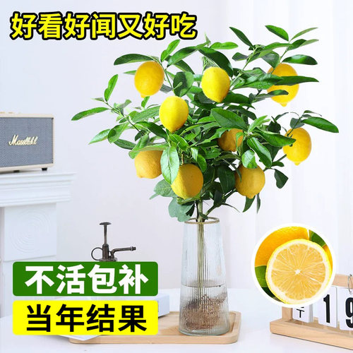 水培植物香水柠檬树四季好养绿植