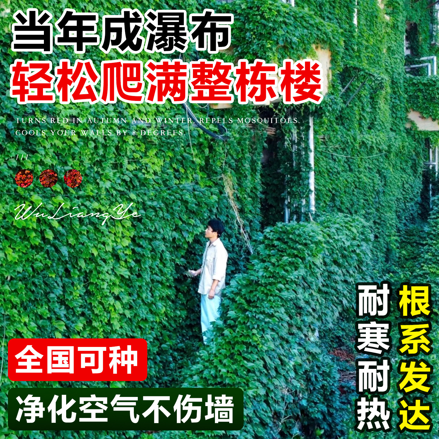 爬山虎爬藤植物四季树苗庭院室外开花藤蔓绿植物种子籽不落叶常绿