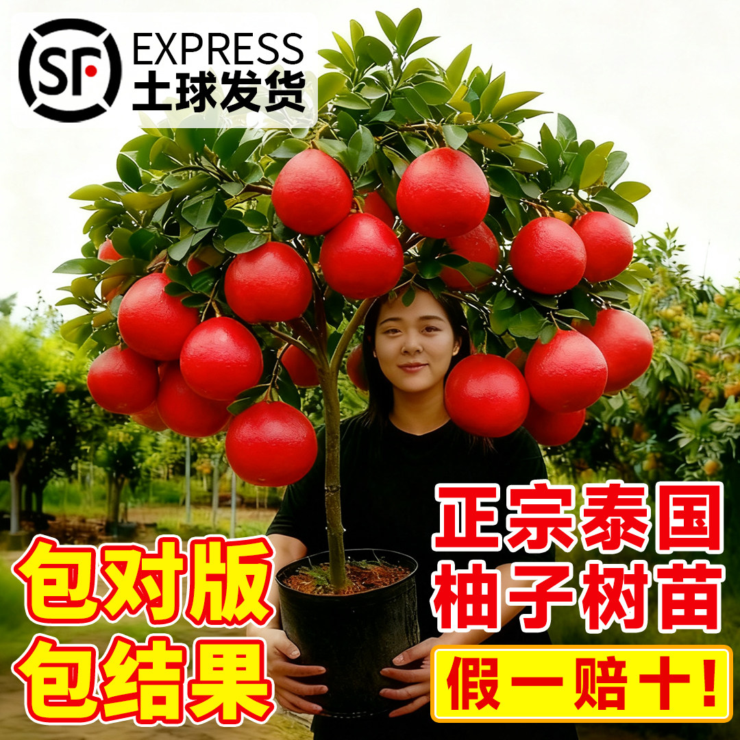 泰国柚子树果苗正宗暹罗柚子树果苗庭院室内外地栽盆栽南北种植,鲜花速递/花卉仿真/绿植园艺,果树,淘宝优惠券,粉丝福利购,淘宝优惠卷