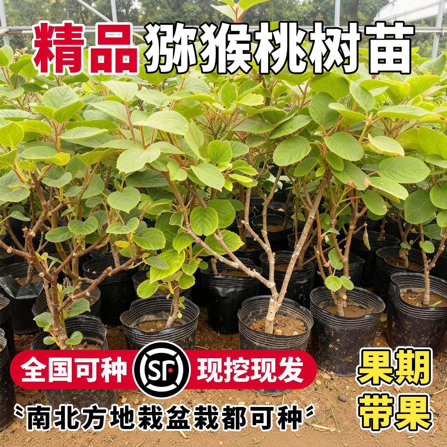 猕猴桃树公母同株耐寒耐旱红心图片