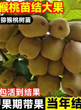 猕猴桃树果苗雌雄同株红心徐香软枣南北四季种植当年结果庭院果树