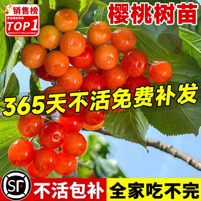 樱桃树苗特大中华小土樱桃苗车厘子红妃果苗庭院盆地栽南北方种植