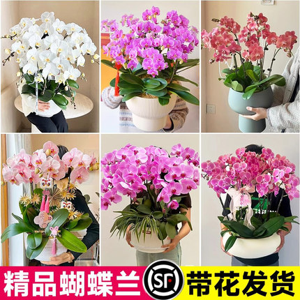 蝴蝶兰盆栽带花苞花剑高端兰花大苗鲜花室内阳台花卉植物四季好养