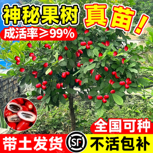 神秘果果树云南神秘果鲜果变味果树果苗四季阳台庭院带土盆栽地栽