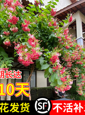 使君子爬藤植物重瓣攀爬花卉室内外阳台庭院盆栽地栽耐热驱蚊绿植