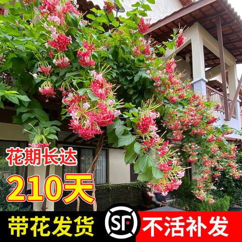 使君子爬藤植物重瓣带花发货绿植