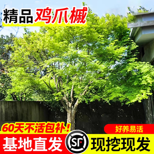 小叶鸡爪槭树苗四季常青好养园林庭院观赏风景树盆栽绿化苗木大树