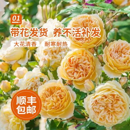 藤本月季特大花蔷薇花苗爬藤四季开花卉植物玫瑰