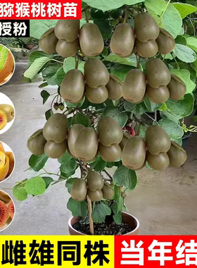 正宗猕猴桃树果苗红心软枣雌雄同株耐寒特大南北种植庭院当年结果