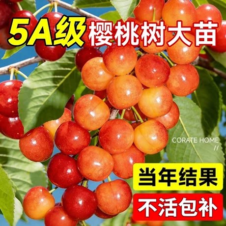樱桃树果苗大樱桃苗南北方红妃车厘子嫁接果树苗盆栽种植庭院耐寒