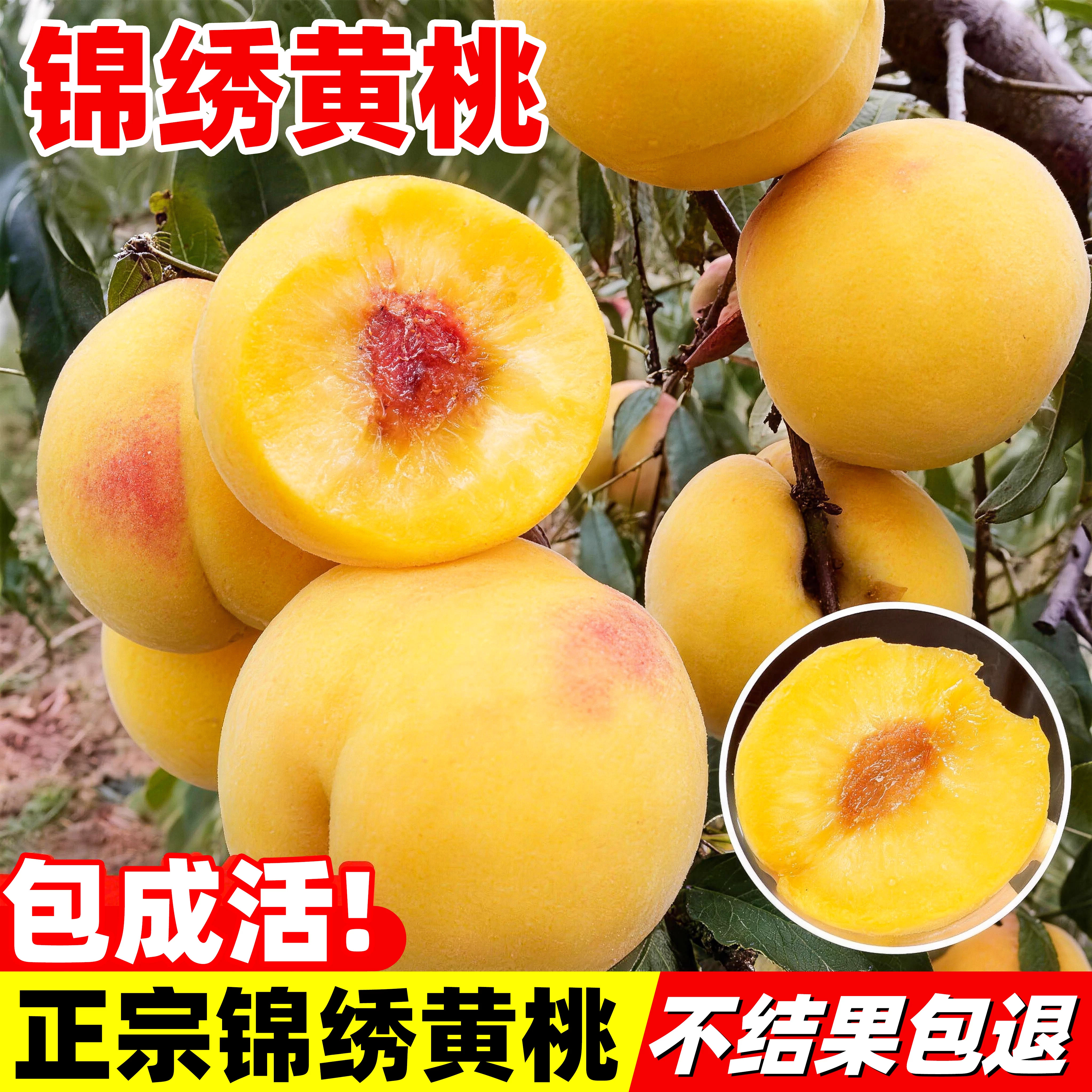 锦绣黄桃特大早晚熟嫁接桃树血桃盆栽地栽苗南方北方种植当年结果