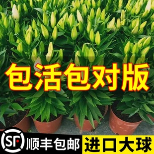 开花绿植重瓣郁金香水培土培植物 进口香水百合种球盆栽花室内四季