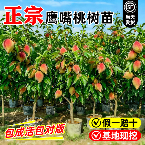 鹰嘴桃树果苗正宗广东连平嫁接苗