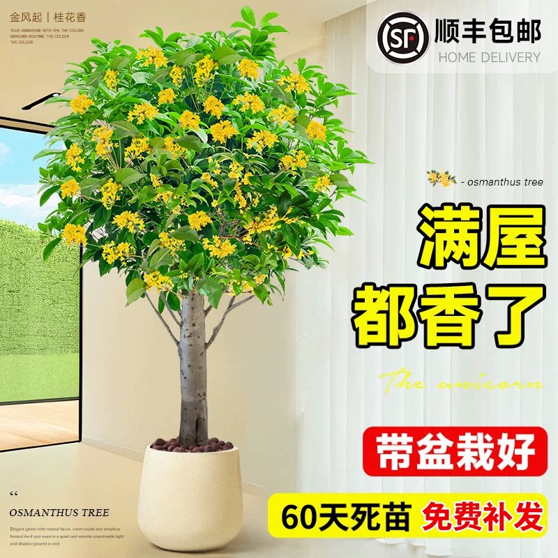 八月桂花树苗四季桂盆栽大树大型绿植室内办公室四季开花原生老桩