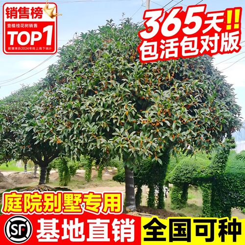花卉好养活绿植金桂盆栽