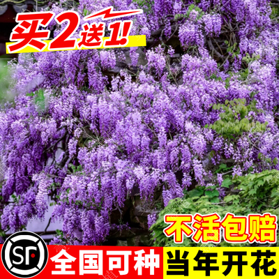 紫藤花苗爬藤植物包成活当年开花