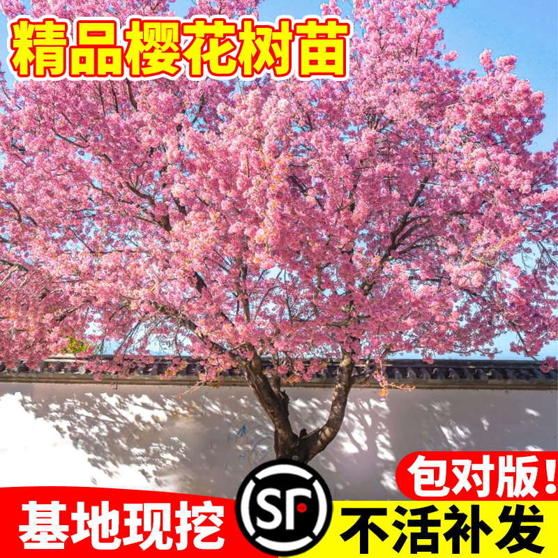 樱花树苗重瓣盆栽室内外阳台庭院耐寒植物四季开花绿化风景工程苗 鲜花速递/花卉仿真/绿植园艺 时令草本花卉 原图主图