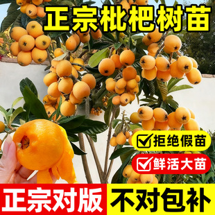 枇杷苗树特大无核嫁接盆栽地栽南北种植当年结果庭院耐寒果树果苗