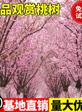 桃树风景树别墅大树木大型观赏树室外绿化庭院紫叶碧桃树盆栽活苗